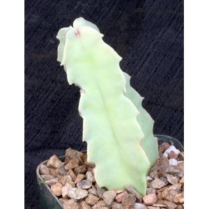 Caralluma acutangula 4-inch pots